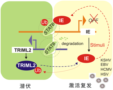 基础医学院蔡启良课题组发现疱疹...